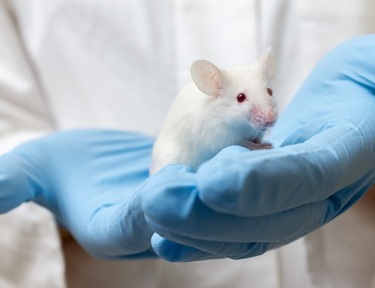Teen blood injected into old mice boosted memory power