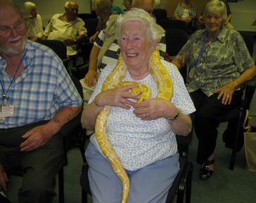 Rose the albino burmese python wraps herself around an elderly woman. Credit: Snakey Sue.