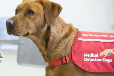 Credit: Medical Detection Dogs