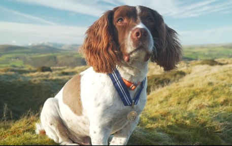 Max the dog on a walk in the Lake District. Credit: Kerry Irving.