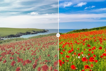 View of vibrant red poppies is discoloured by cataracts. Credit: Forbes Solicitors