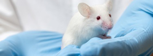 Teenagers' blood creates youthful brains in old mice