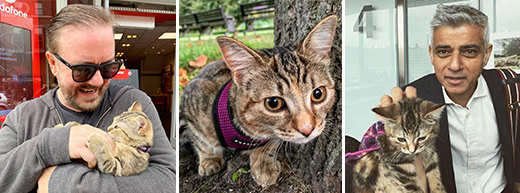 Home care provider's therapy cat becomes an internet sensation