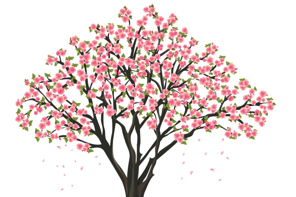Almond Tree Care, Norwich