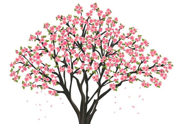Almond Tree Care, Norwich