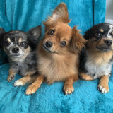 Dexter, Roxy and Flossy